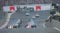 Гран При Бразилии 1990