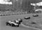 Гран При Нидерландов 1959