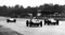 Гран При Италии 1960